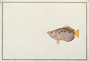 Pesce arciere maculato, da Disegni di pesci di Malacca, c.1805-18 da Chinese School